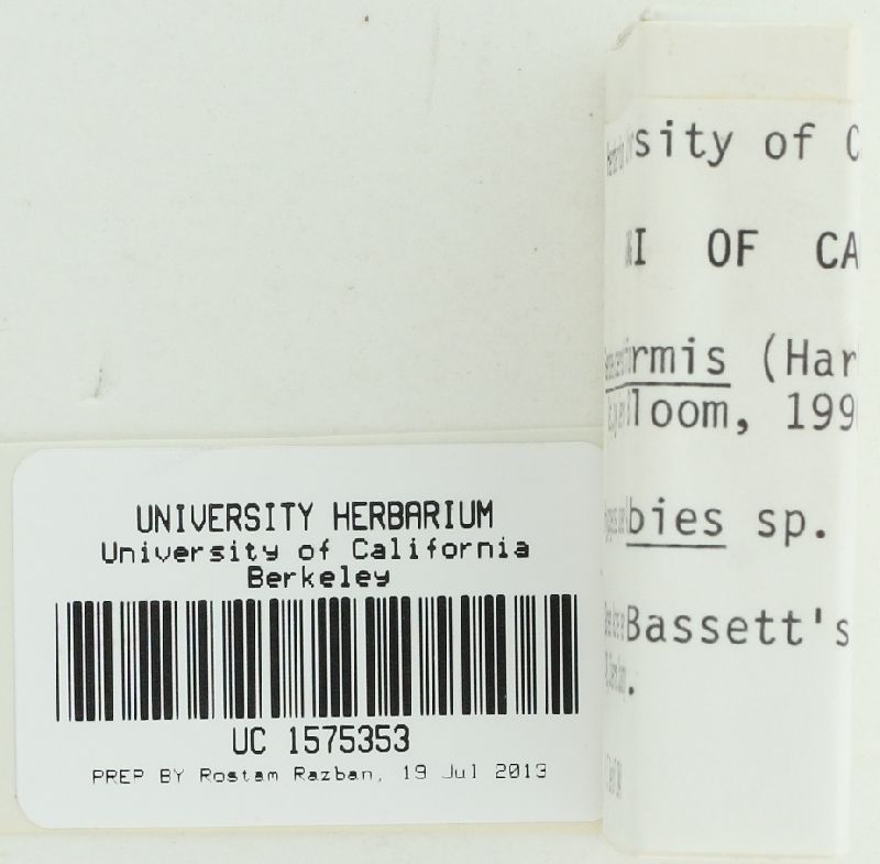 Genabea cerebriformis image