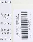 Hygrophorus graveolens image