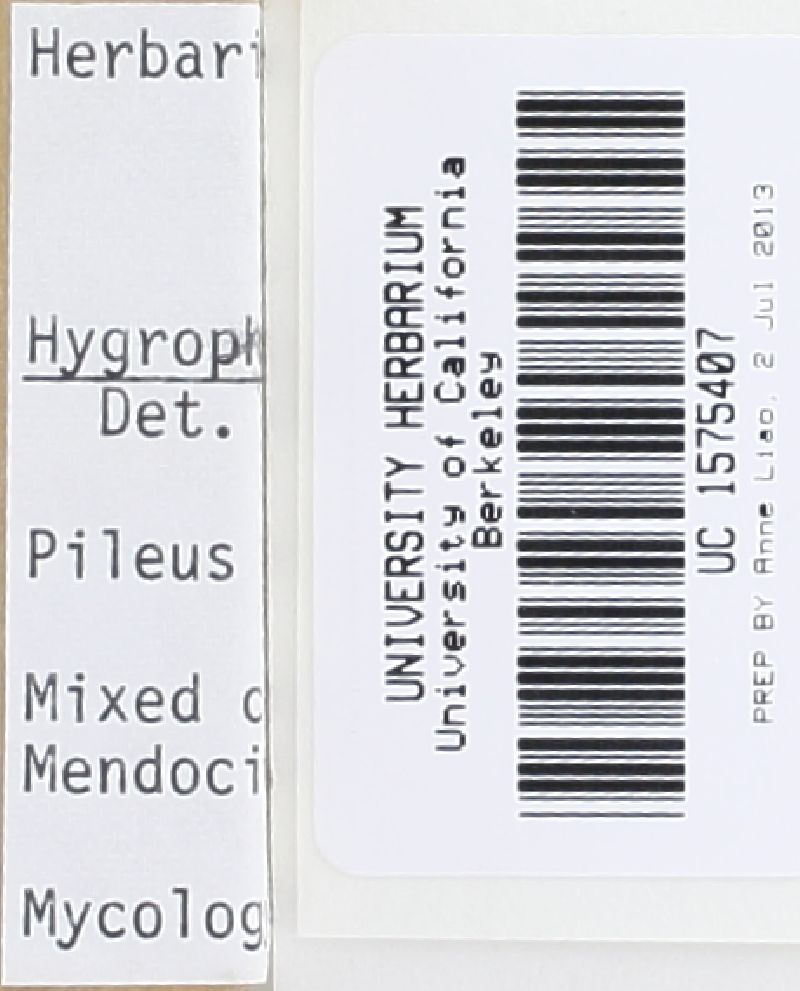 Hygrocybe moseri image