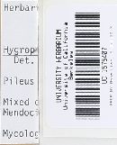 Hygrocybe moseri image
