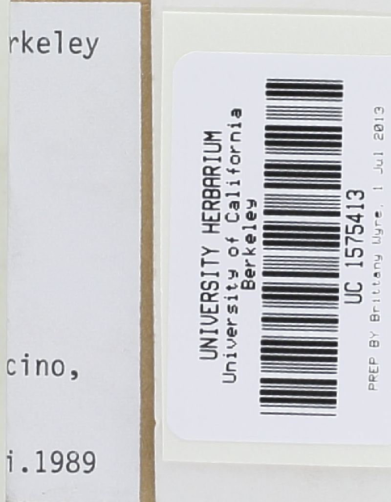 Hebeloma sinapizans image