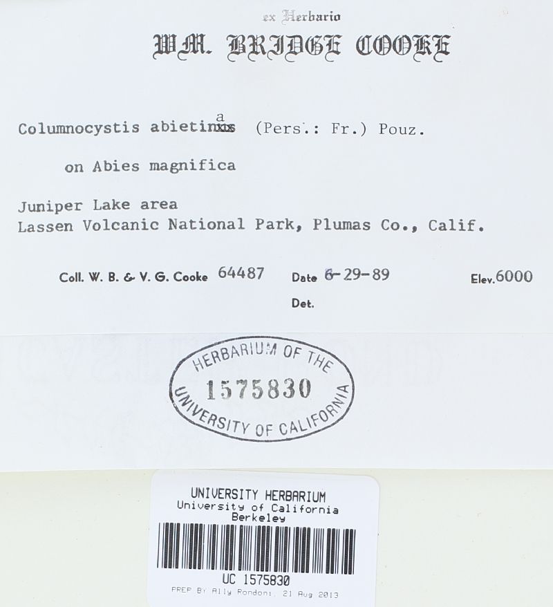 Veluticeps abietina image