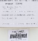 Irpex lacteus image