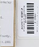 Gymnopilus luteofolius image