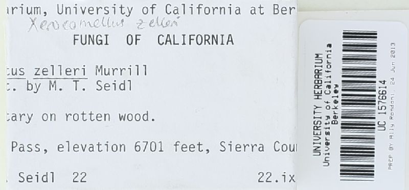 Xerocomus zelleri image