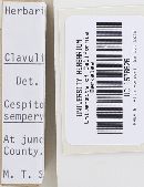 Clavulinopsis laeticolor image