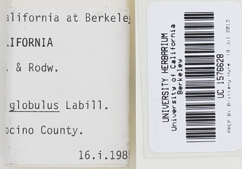 Descomyces albellus image