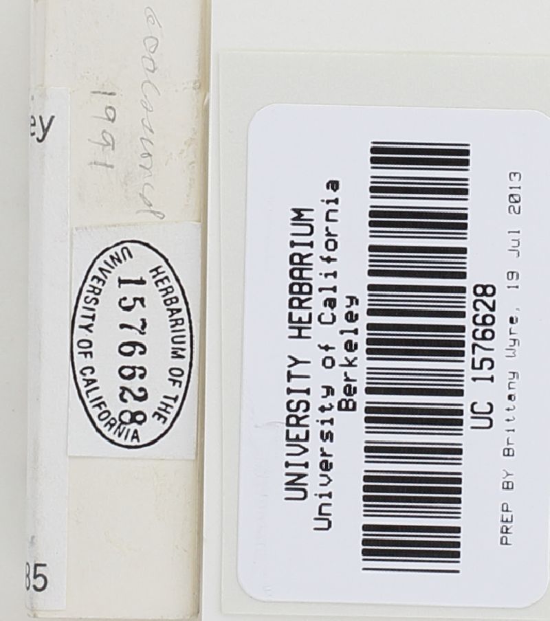 Descomyces albellus image