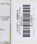 Lactarius scrobiculatus var. montanus image
