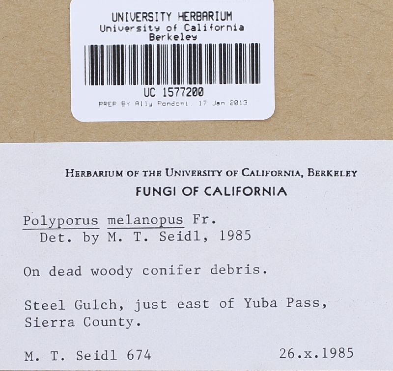 Polyporus melanopus image