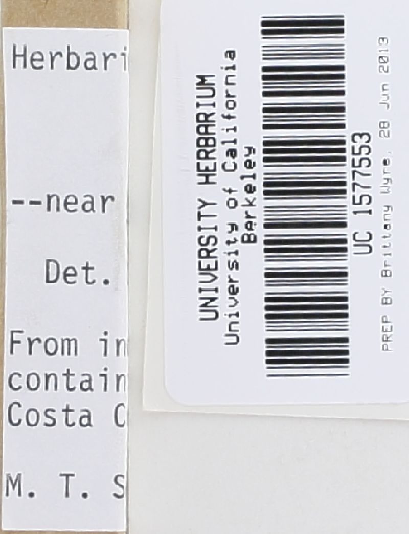 Gymnopilus hispidellus image