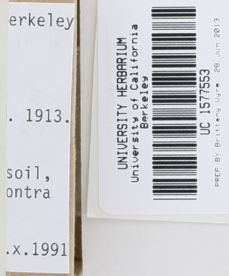 Gymnopilus hispidellus image
