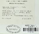 Caloscypha fulgens image