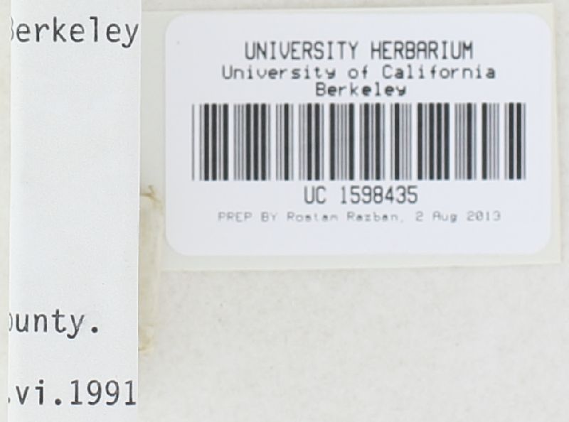 Sclerotinia veratri image