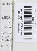 Rickenella fibula image