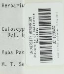 Caloscypha fulgens image