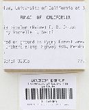 Laccaria bicolor image