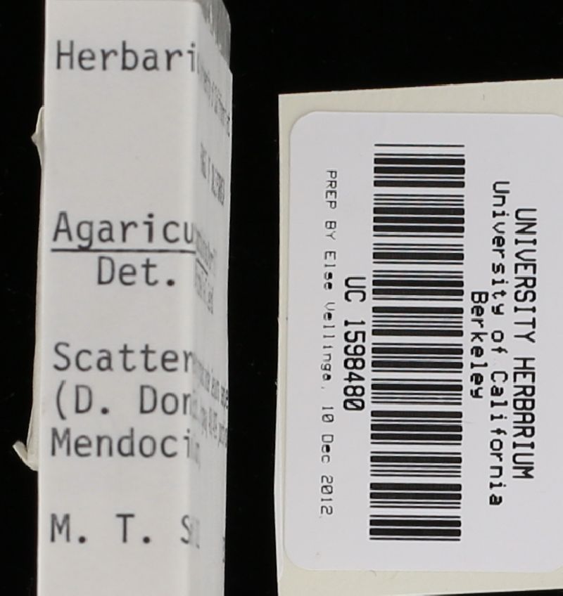 Agaricus comptuloides image