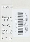 Thelephora terrestris image