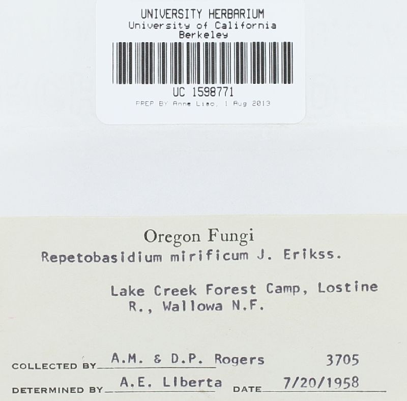 Repetobasidium mirificum image