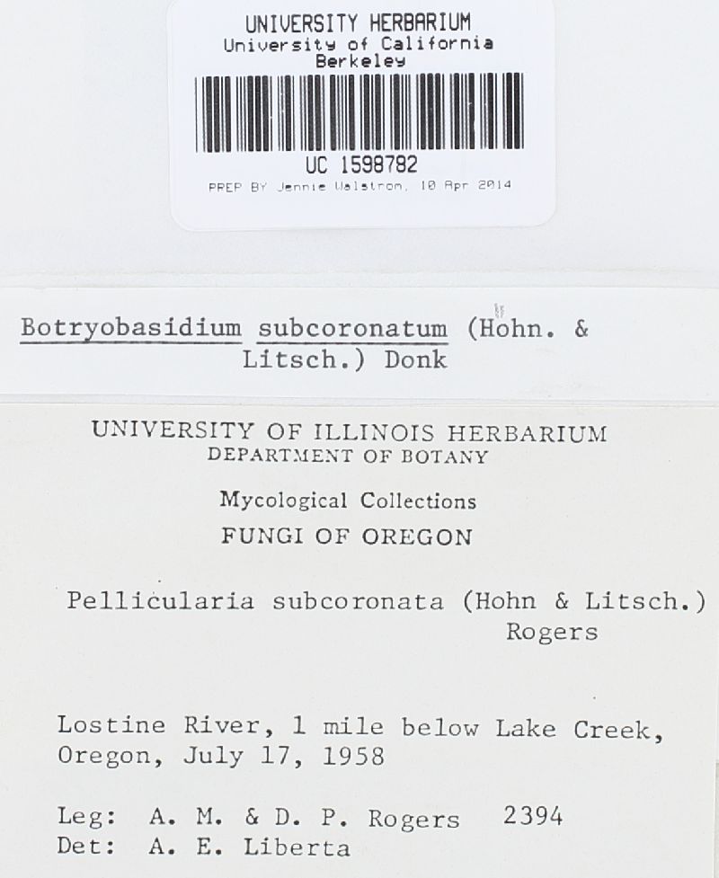 Botryobasidium subcoronatum image