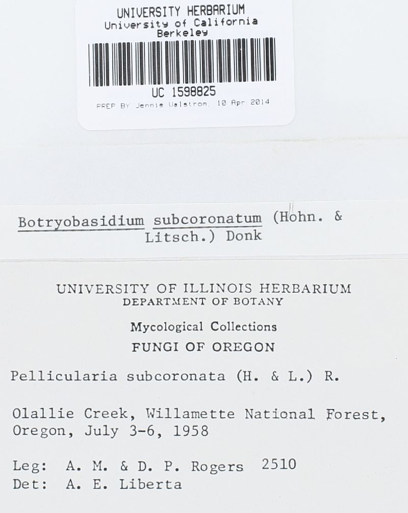 Botryobasidium subcoronatum image