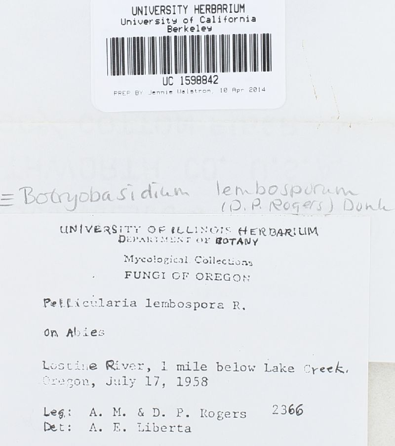 Botryobasidium lembosporum image