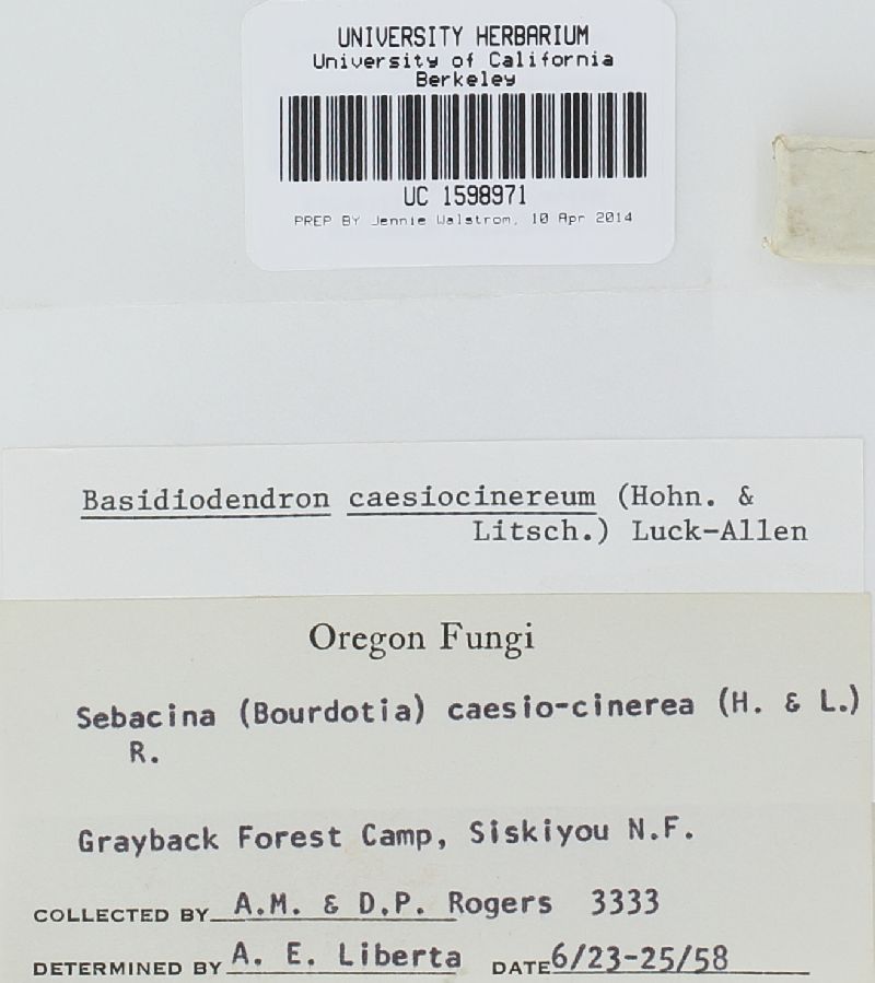 Basidiodendron caesiocinereum image