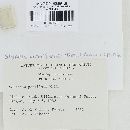 Stypella vermiformis image