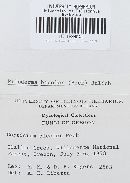 Piloderma bicolor image