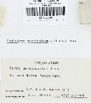 Hyphoderma macedonicum image