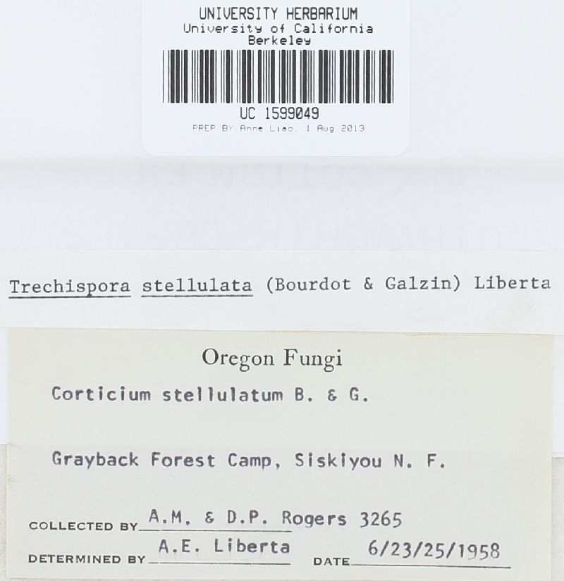 Trechispora stellulata image