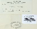 Melampsora paradoxa image