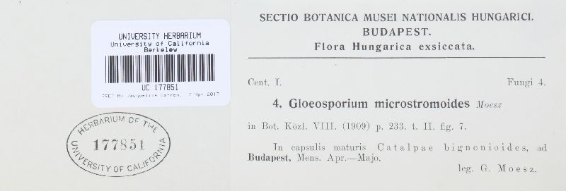 Aureobasidium microstromoides image