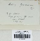 Aecidium garckeanum image