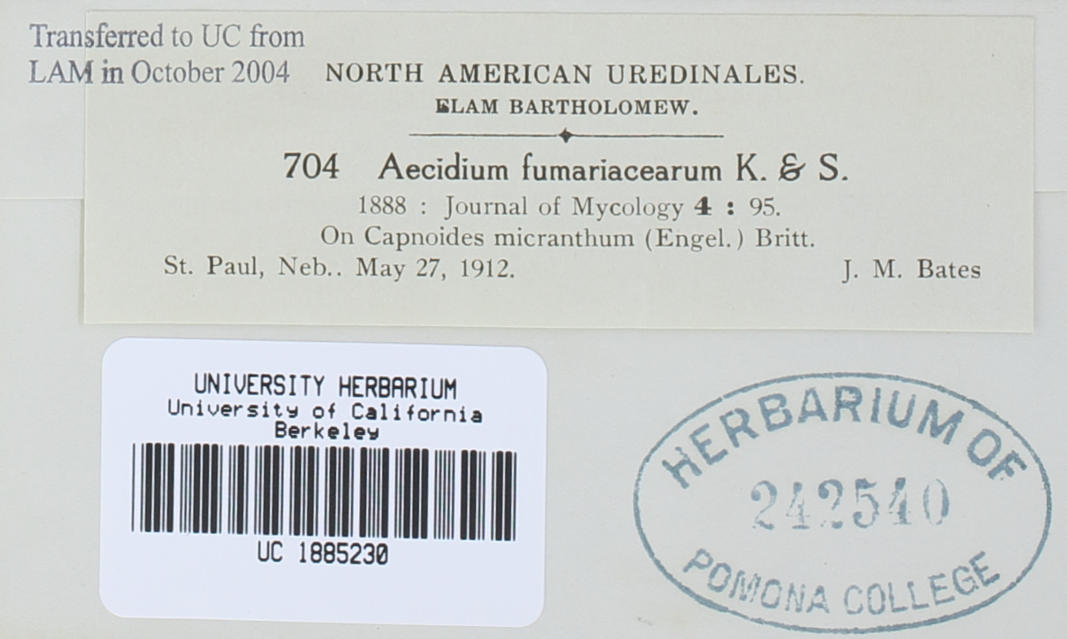 Aecidium fumariacearum image