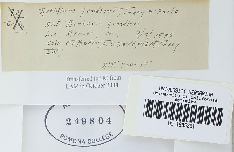 Aecidium fendleri image