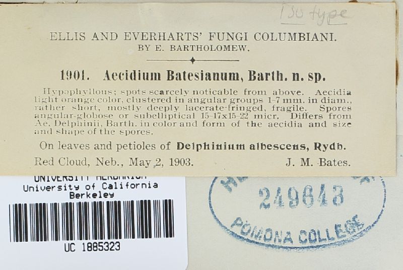 Aecidium batesianum image
