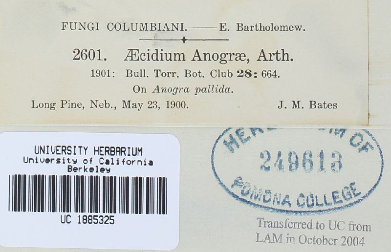 Aecidium anograe image