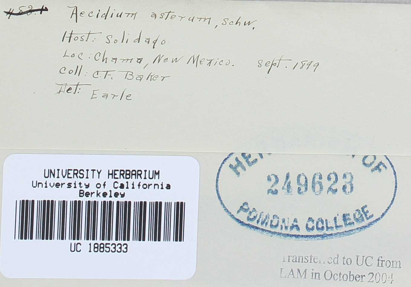 Puccinia asterum image