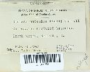 Cerrena unicolor image