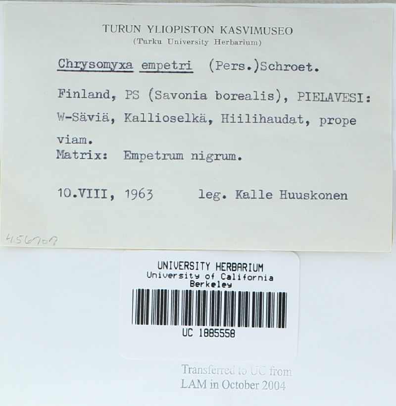 Chrysomyxa empetri image