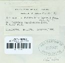Coleosporium asterum image