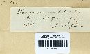Dacrymyces stillatus image