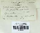 Dacryopinax spathularia image