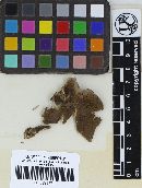 Catastoma levispora image