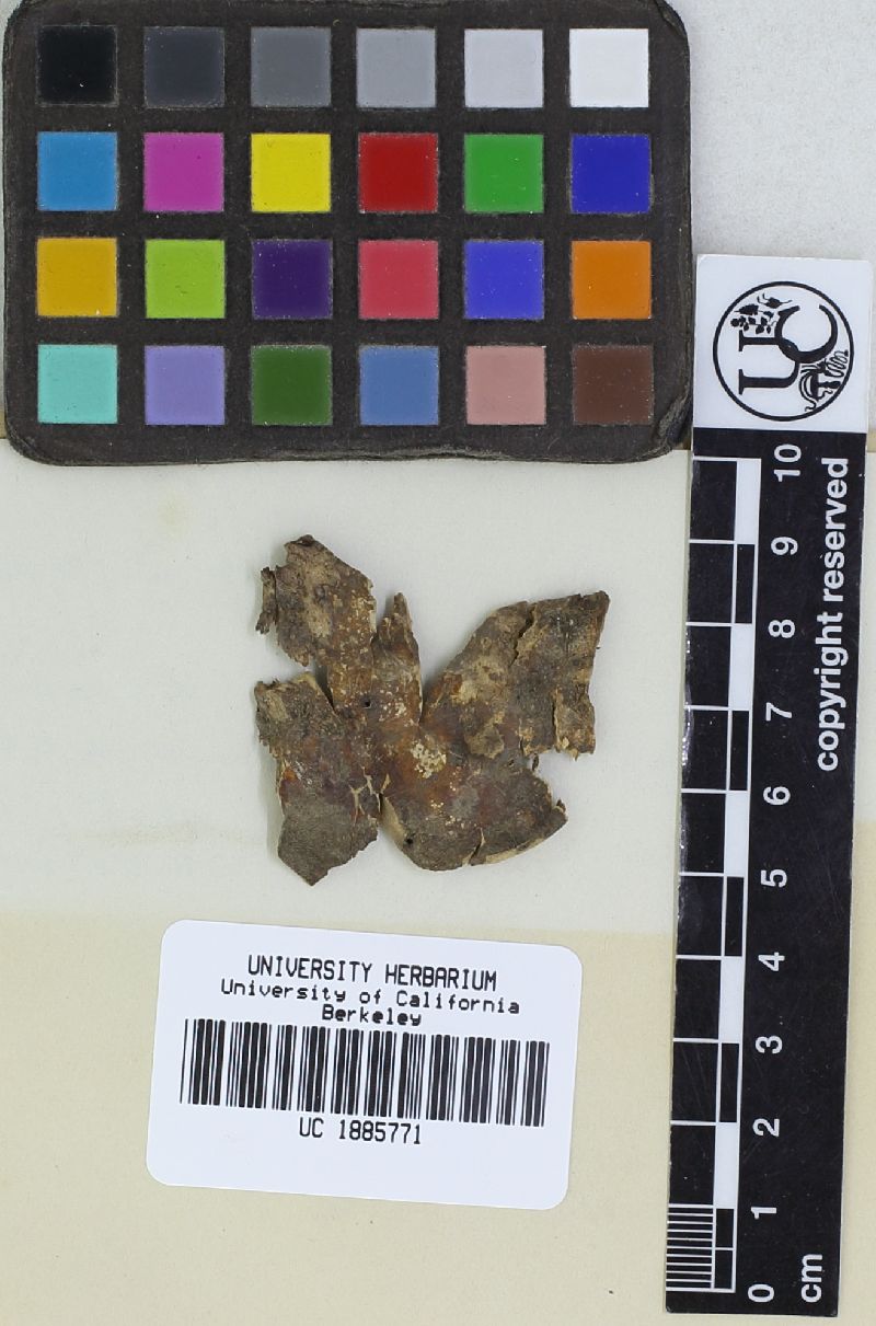 Catastoma levispora image