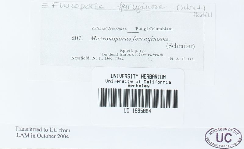 Fuscoporia senex image
