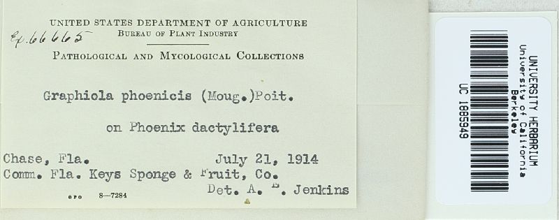 Graphiola image