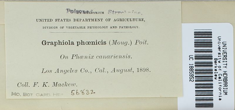 Graphiola image